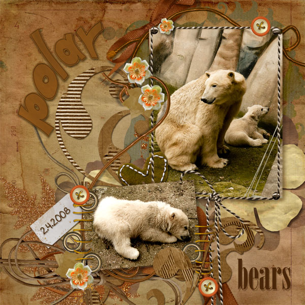 polar bears