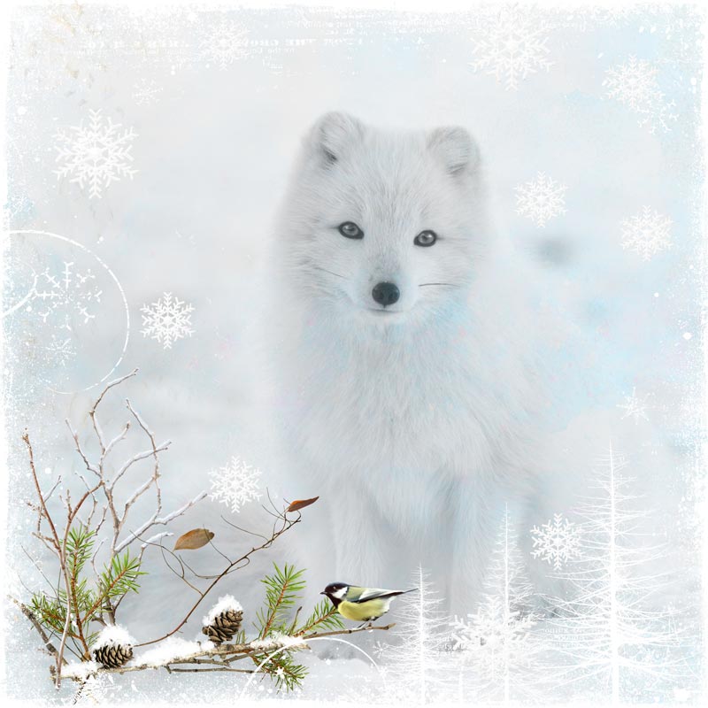 Polar Fox