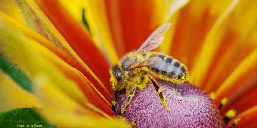 Pollen 2 Variation