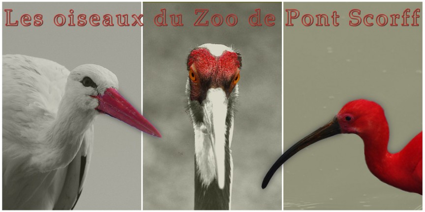 Pont Scorff's birds