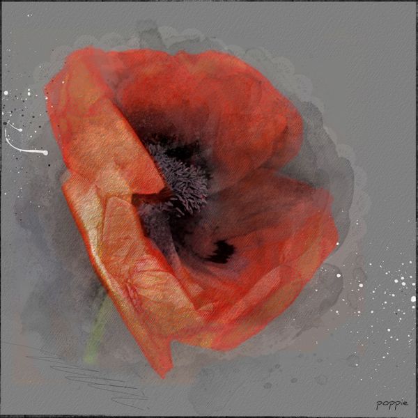 Poppie (3)...