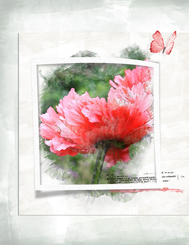 Poppies III (Watercolor)