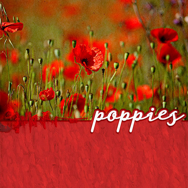 poppies