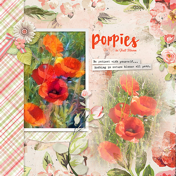 Poppies