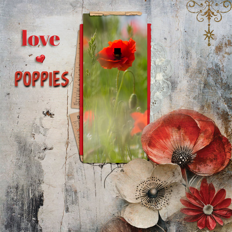 Poppies