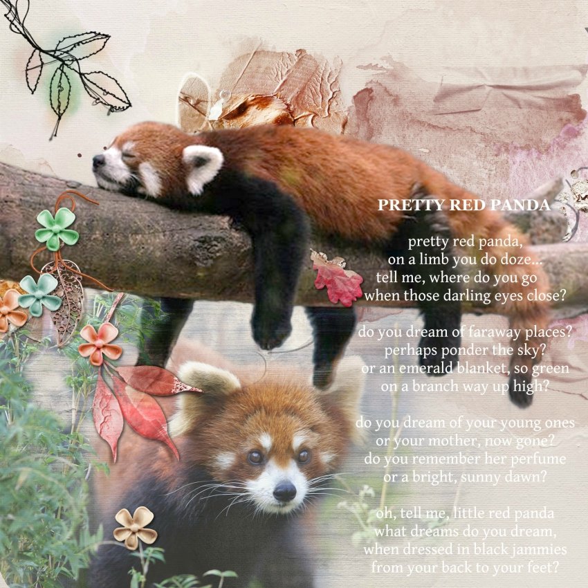 Pretty Red Panda, Where Do You Go?