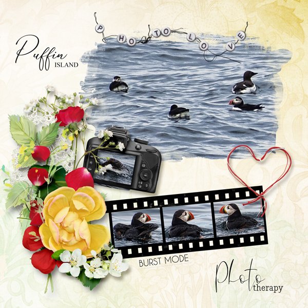 Puffin-Island-1.jpg