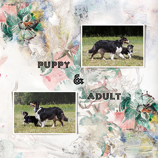 Puppy & Adult