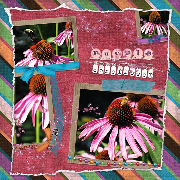 Purple Coneflower