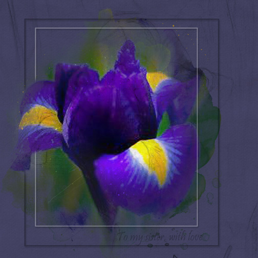 purple iris