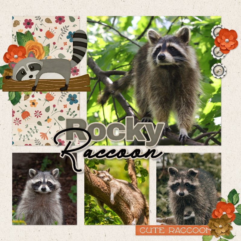 raccoons.jpg