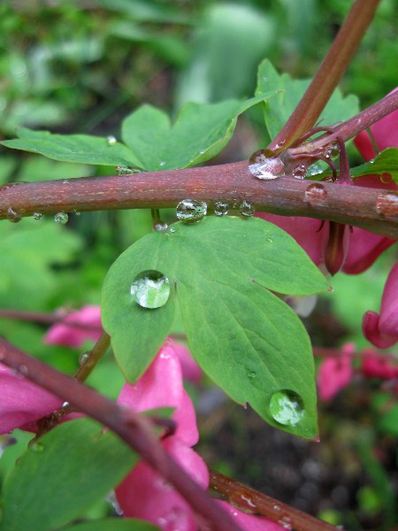 Raindrops on Bleeding Hearts