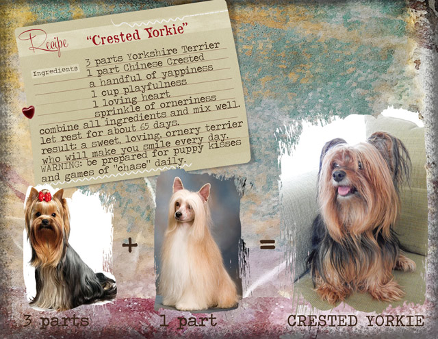 Recipe Crested Yorkie