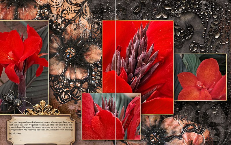 Red Cannas and Black Lace