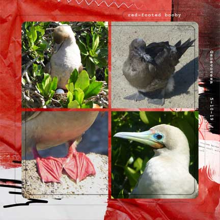 red footed booby