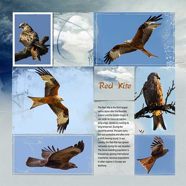 Red Kite - Journaling Challenge