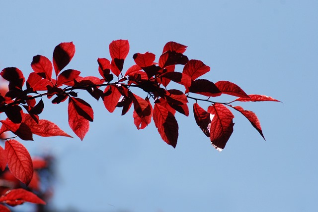 Red leaves tree