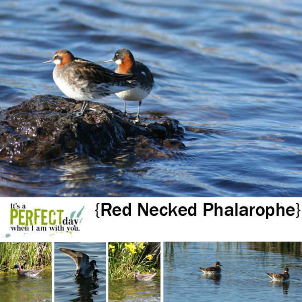 red necked phalarope