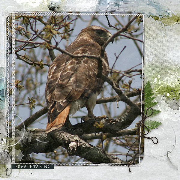 Red Tailed Hawk