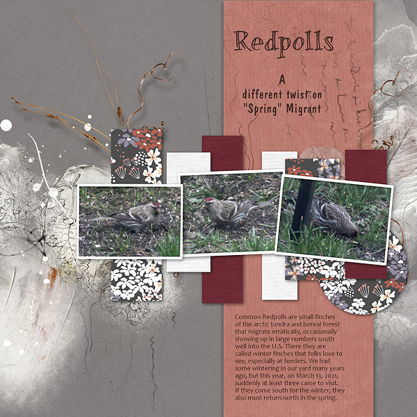 Redpolls