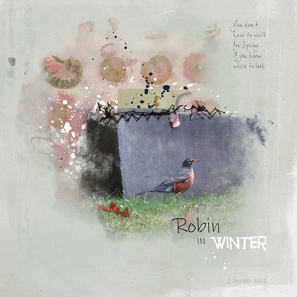 Robin in Winter