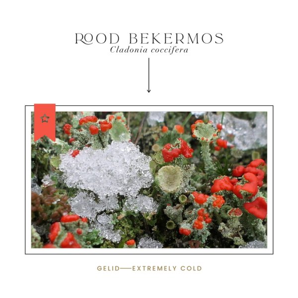 Rood bekermos