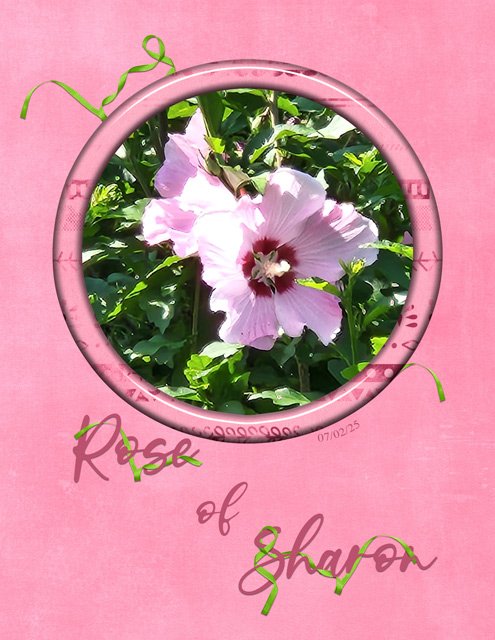 Rose-of-Sharon