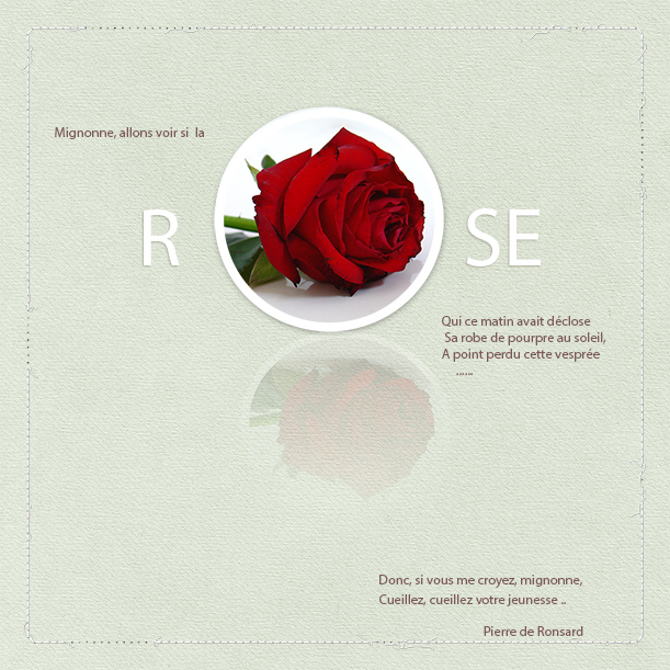 Rose