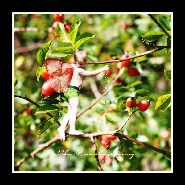 Rosehip fairy