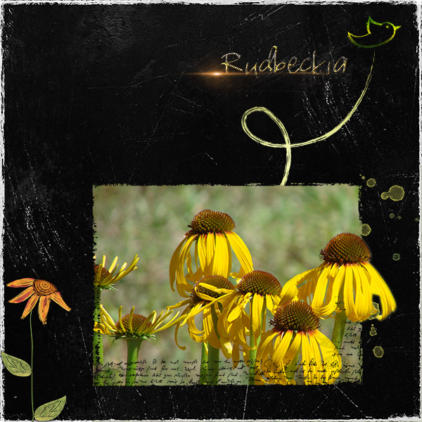 Rudbeckia