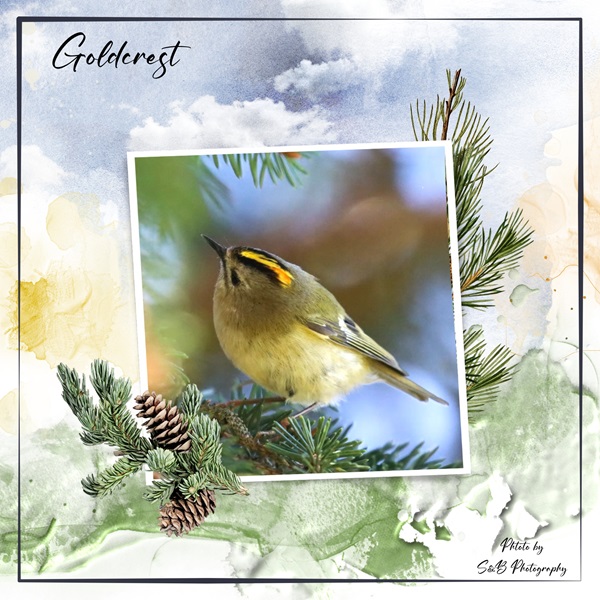 S&B Goldcrest.jpg