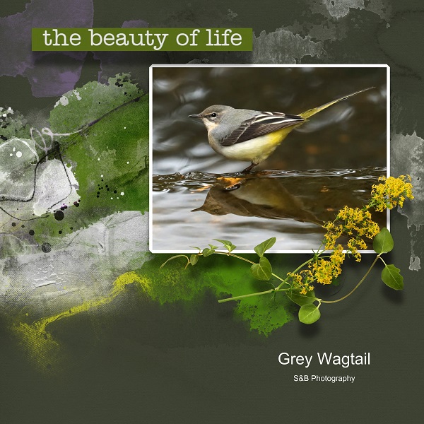 S&B Grey Wagtail.jpg