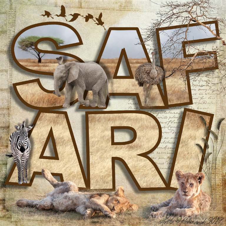 Safari