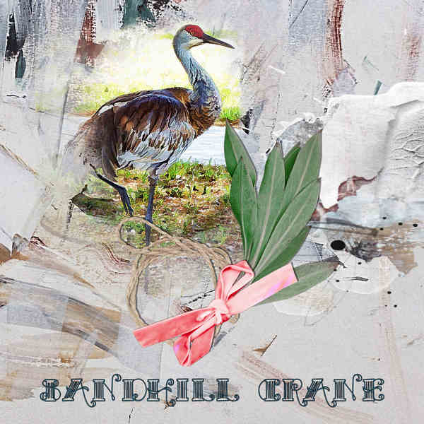 Sandhill Crane