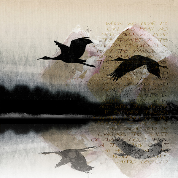 Sandhill Cranes (Anna Challenge)