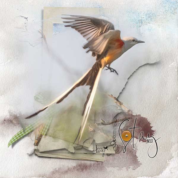 Scissor-Tailed-Flycatcher