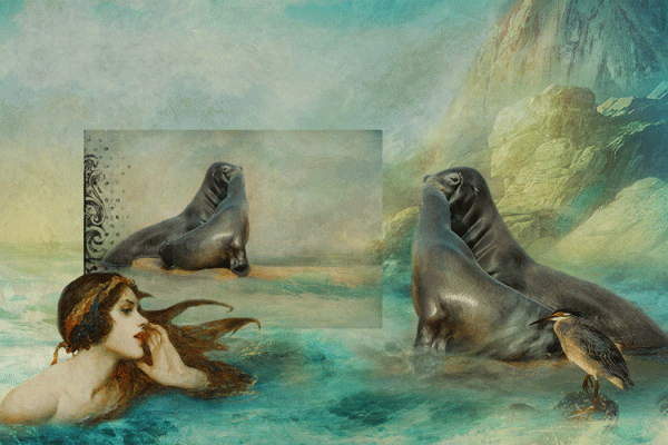 Sea Lions in Love