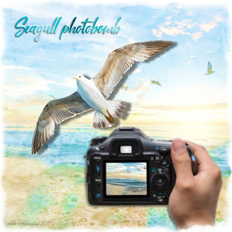 Seagull Photobomb
