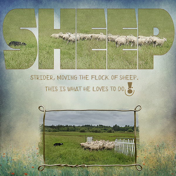 Sheep and Strider
