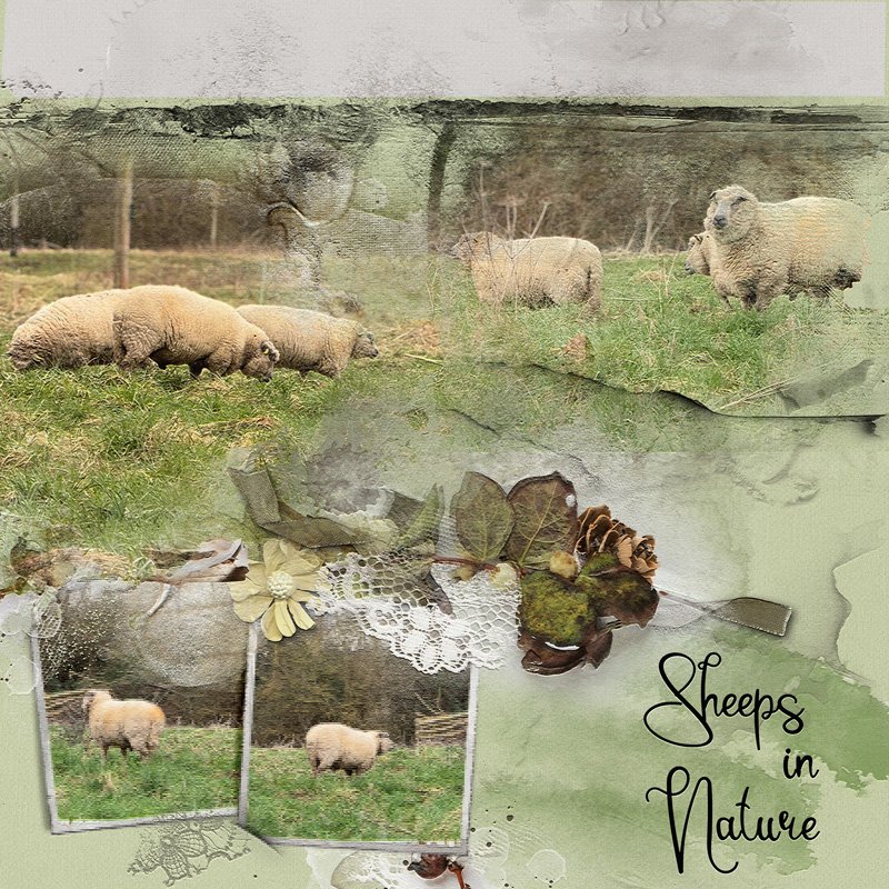 Sheeps in nature