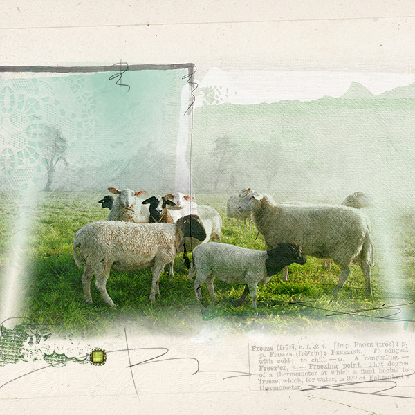 Sheeps