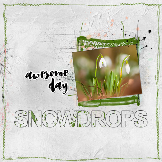 snowdrops