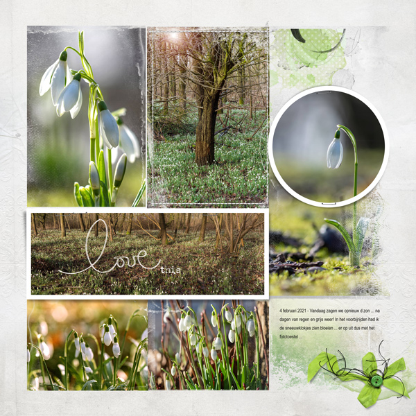 snowdrops