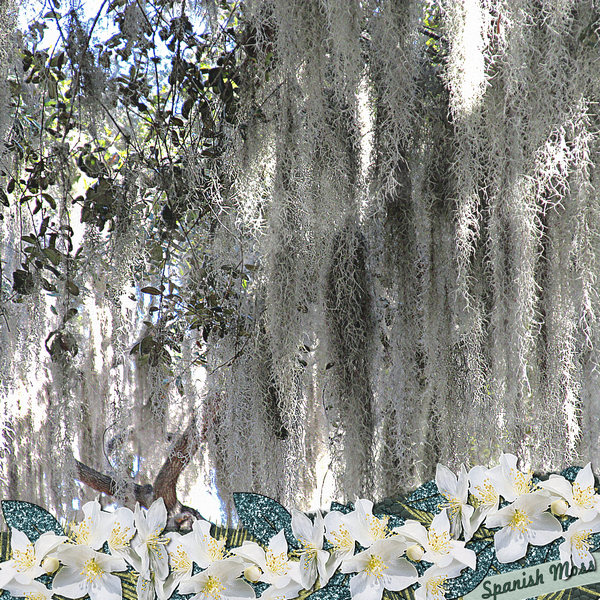 Spanish Moss