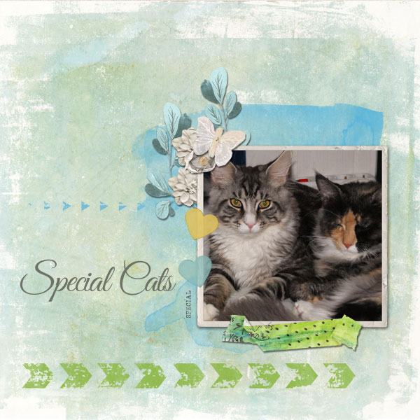 Special Cat