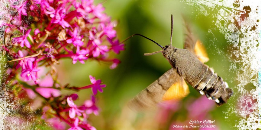 Sphinx Colibri