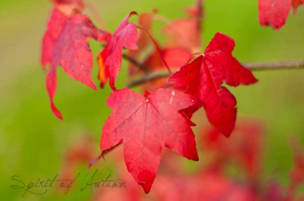 Spirit of autumn