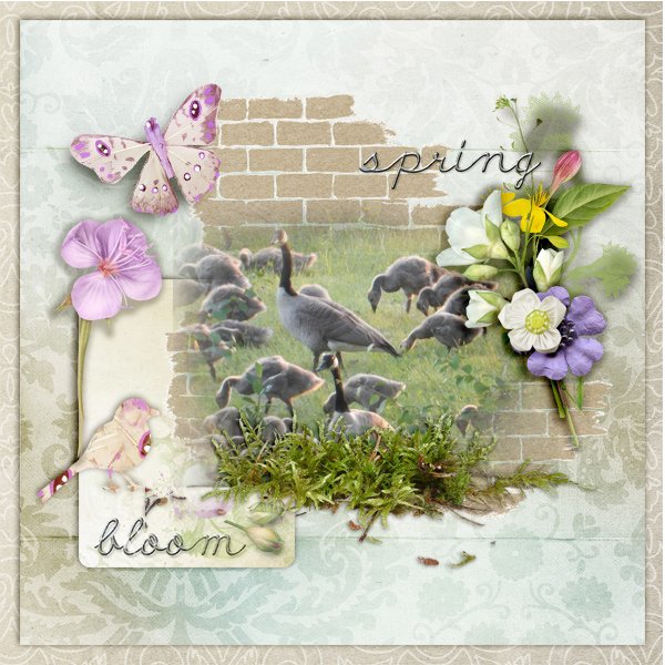 Spring-bloom.jpg