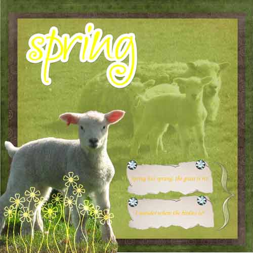 Spring Lambs