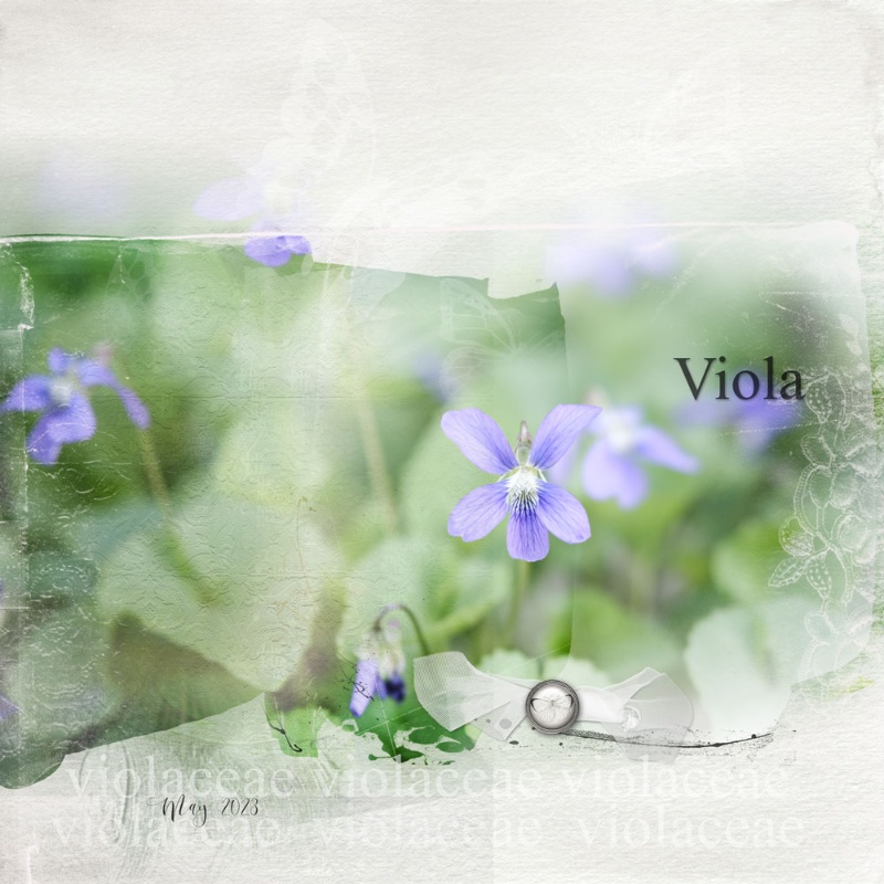 Spring Viola